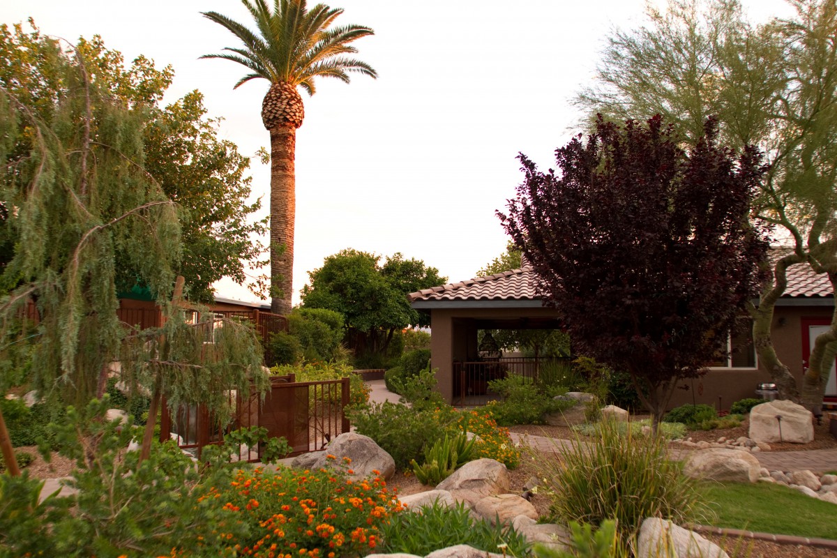A serene garden scene featuring a palm tree, diverse vegetation, and a rocky pathway.