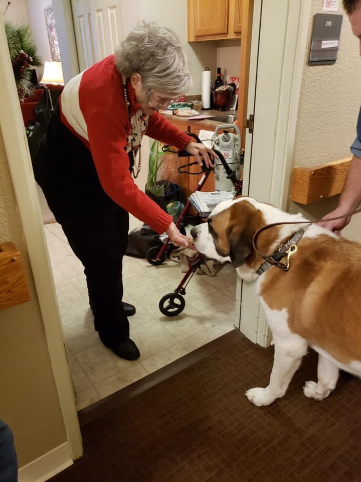 An elderly person feeds a treat to a St. Bernard dog inside a room.