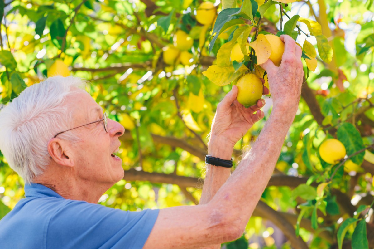 An elderly man picking lemons from a tree in a garden.