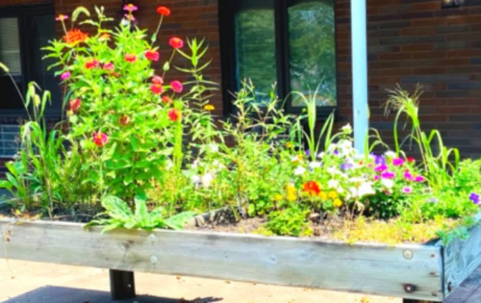 A vibrant raised garden bed filled with a variety of flowers and plants.