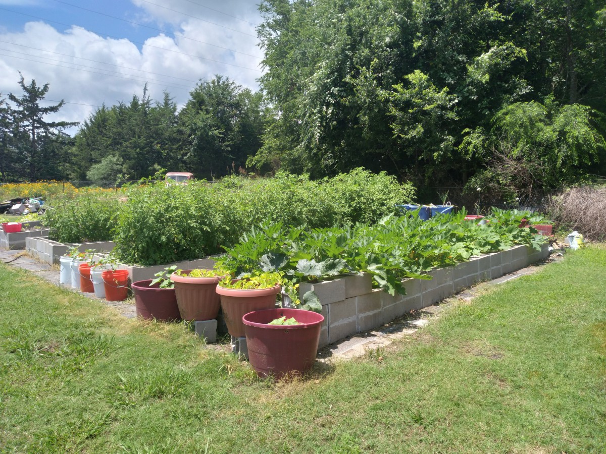 A vibrant vegetable garden with various planters under a sunny sky.