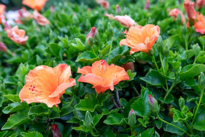 Vibrant orange hibiscus flowers blooming among lush green leaves.