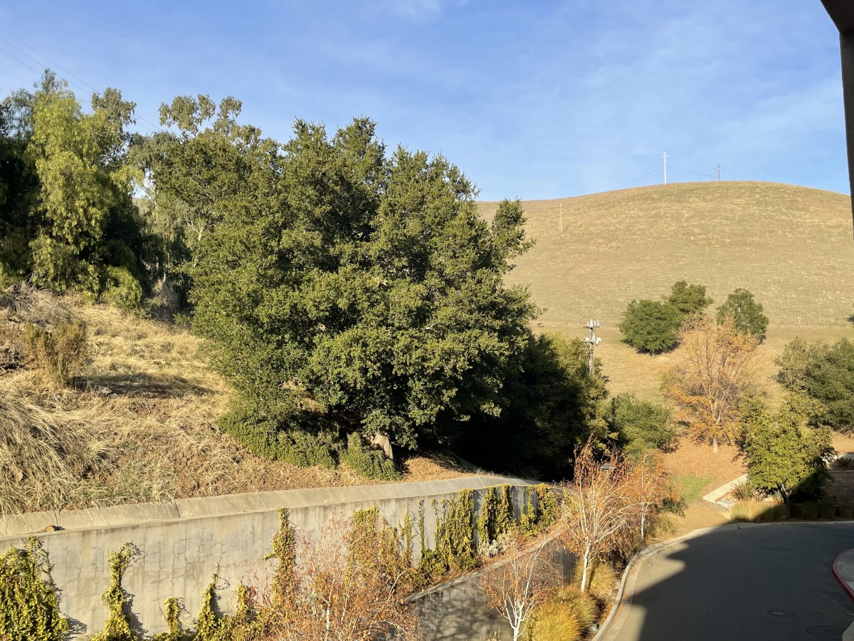 A scenic view of a tree-lined pathway beside a hillside on a sunny day.