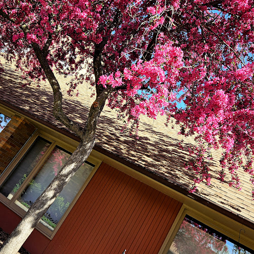 A vibrant pink flowering tree in front of a cozy house.