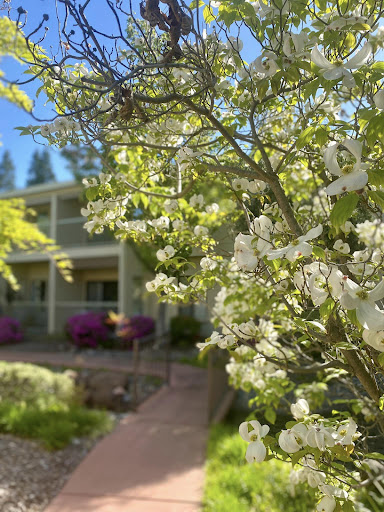 A beautiful spring day with blooming flowers in a serene garden setting.