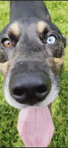 A close-up shot of a playful dog with strikingly different colored eyes.