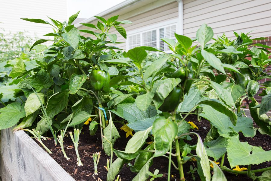 A home garden with green pepper plants growing in a raised bed.