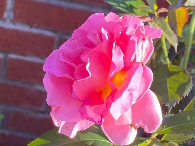 A vibrant pink rose in full bloom against a brick wall background.