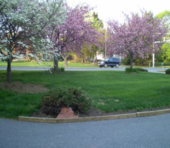 A serene spring scene with blossoming trees and a car driving on the road.