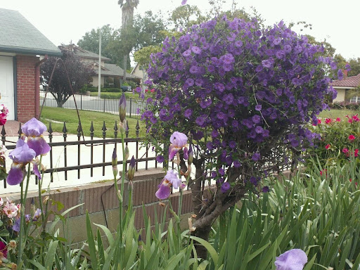 A vibrant display of purple flowers in a garden setting, framed by a decorative fence.