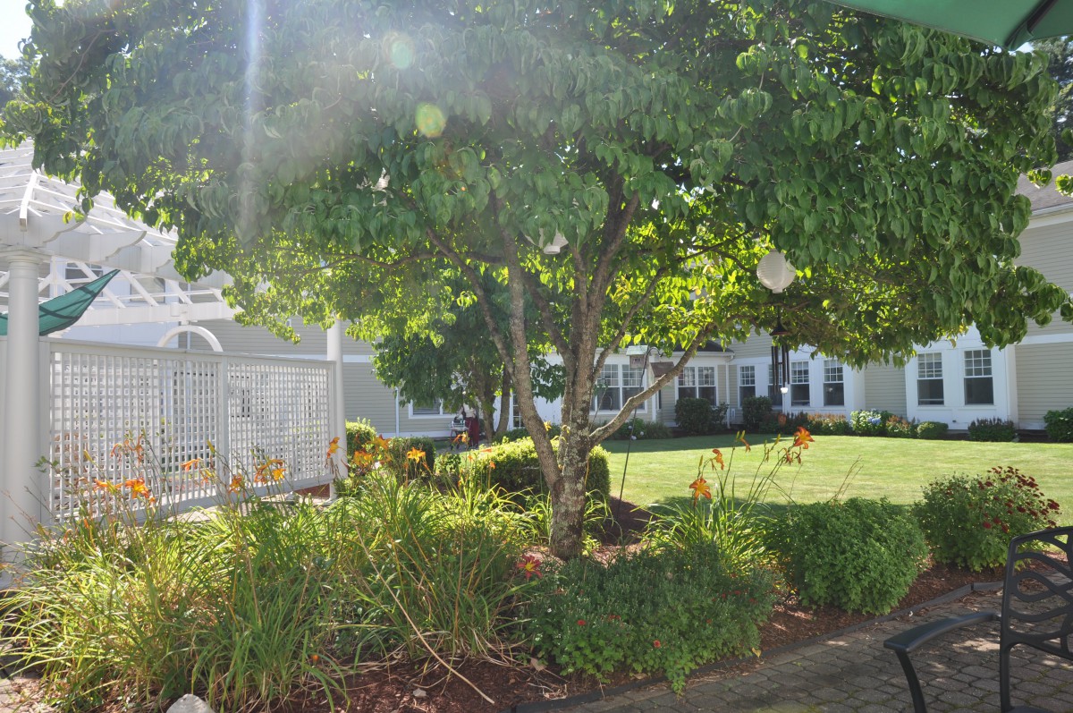 A sunlit garden with a tree and bushes in front of a house.