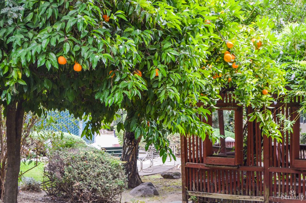 A lush garden featuring an orange tree laden with ripe fruits next to a wooden gazebo.