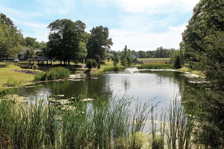 A serene pond surrounded by lush greenery on a sunny day.