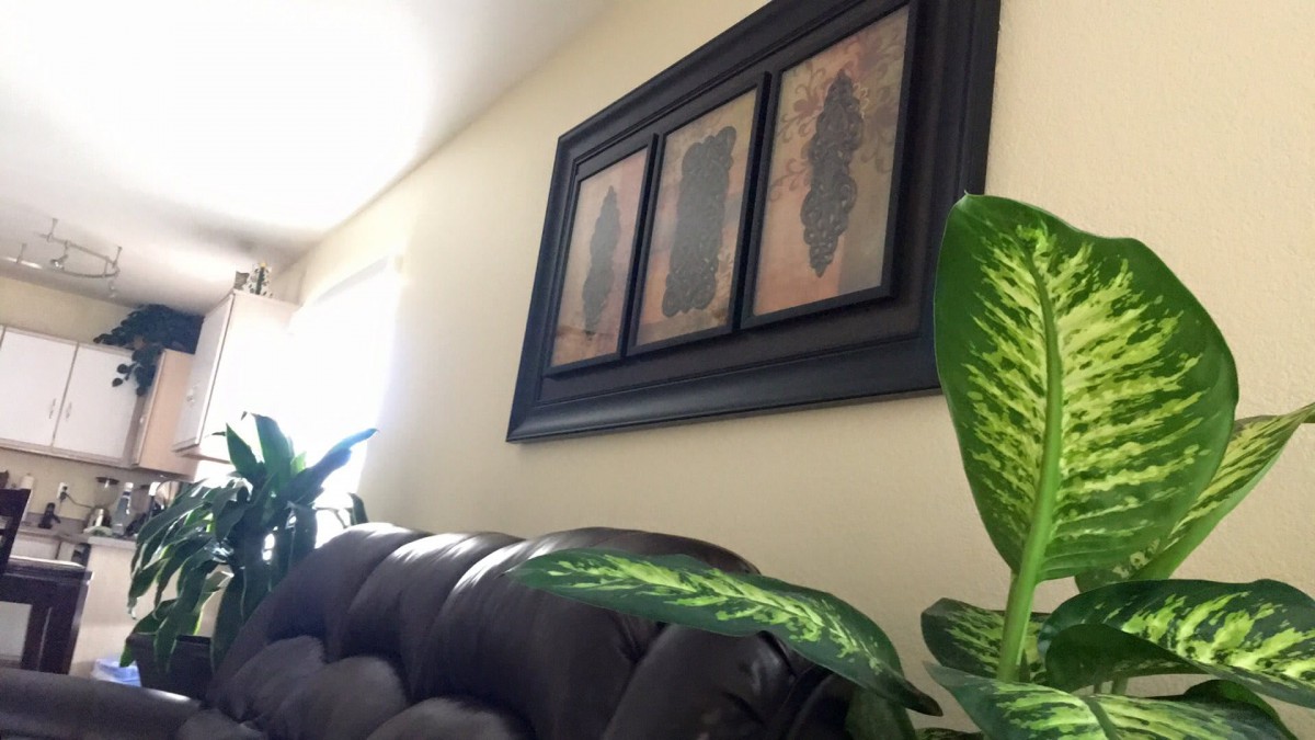 A cozy living room with lush plants and framed wall art above a leather couch.