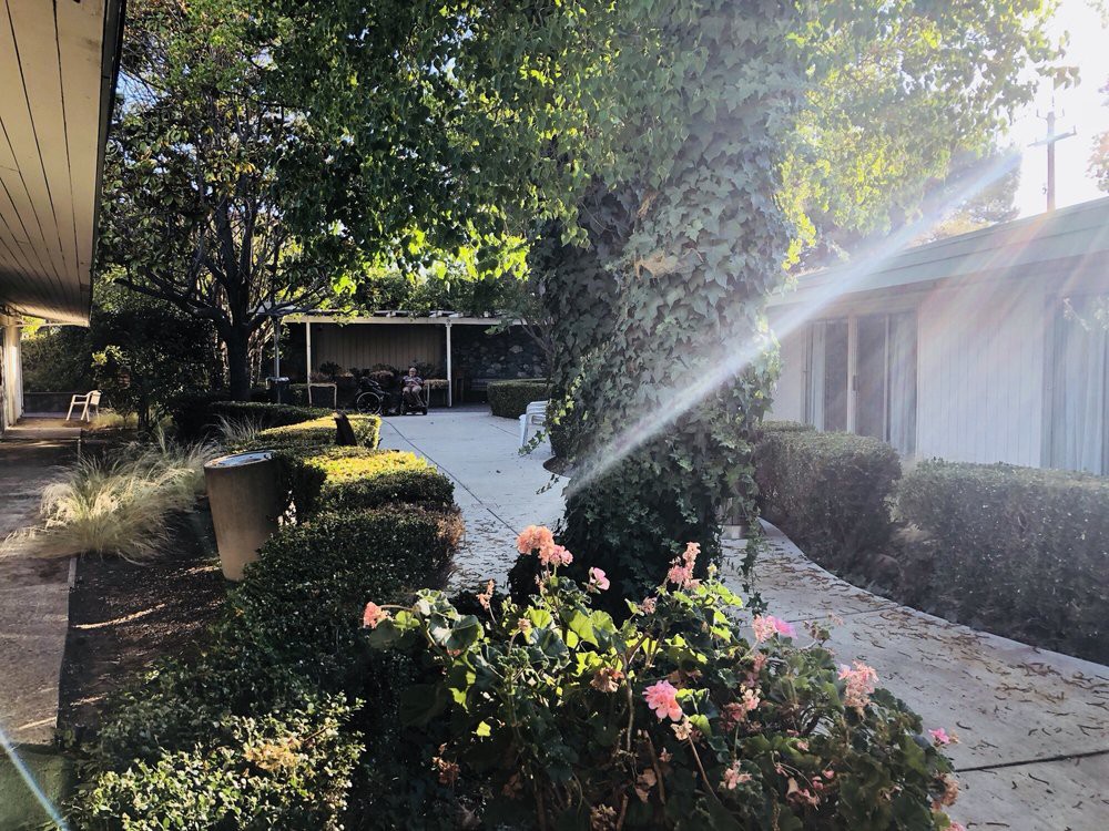 A serene garden with blooming flowers, surrounded by lush greenery and dappled sunlight.