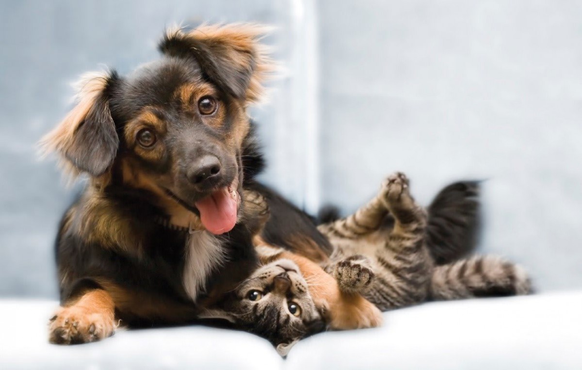 A happy dog lying next to a playful cat on a couch.