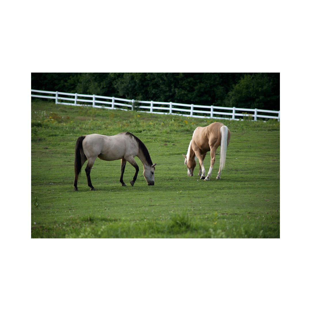 Two horses grazing in a lush green pasture enclosed by a white fence.