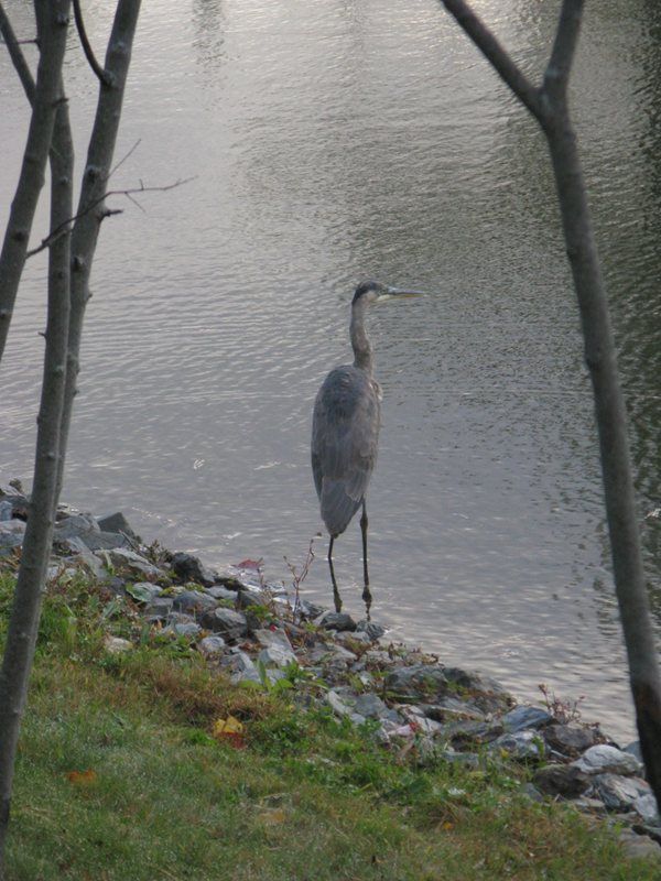 A heron stands by the water's edge in a natural setting.