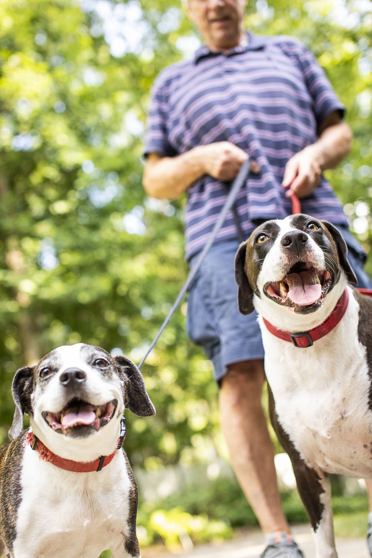 A person walks two happy dogs on a leash outside.