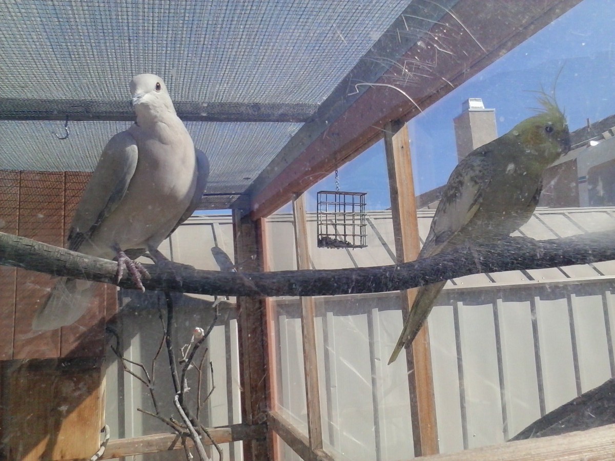 Two birds perched inside an outdoor aviary enclosure.