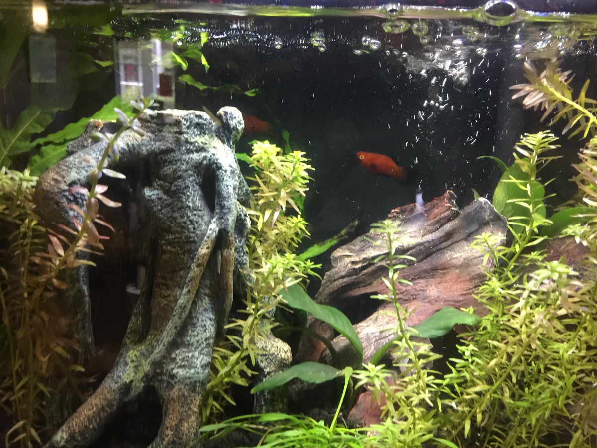 A decorative aquarium filled with plants and brightly colored fish swimming among submerged structures.