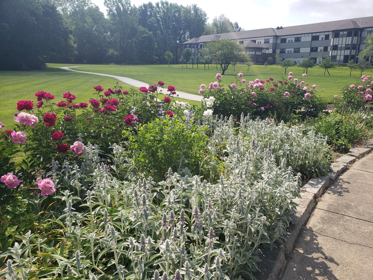 A vibrant garden with various flowers and greenery in front of a building under a clear sky.