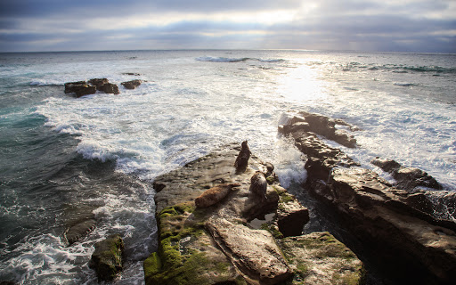 A serene view of seals relaxing on rocky outcroppings as waves crash gently against the shore during sunset.