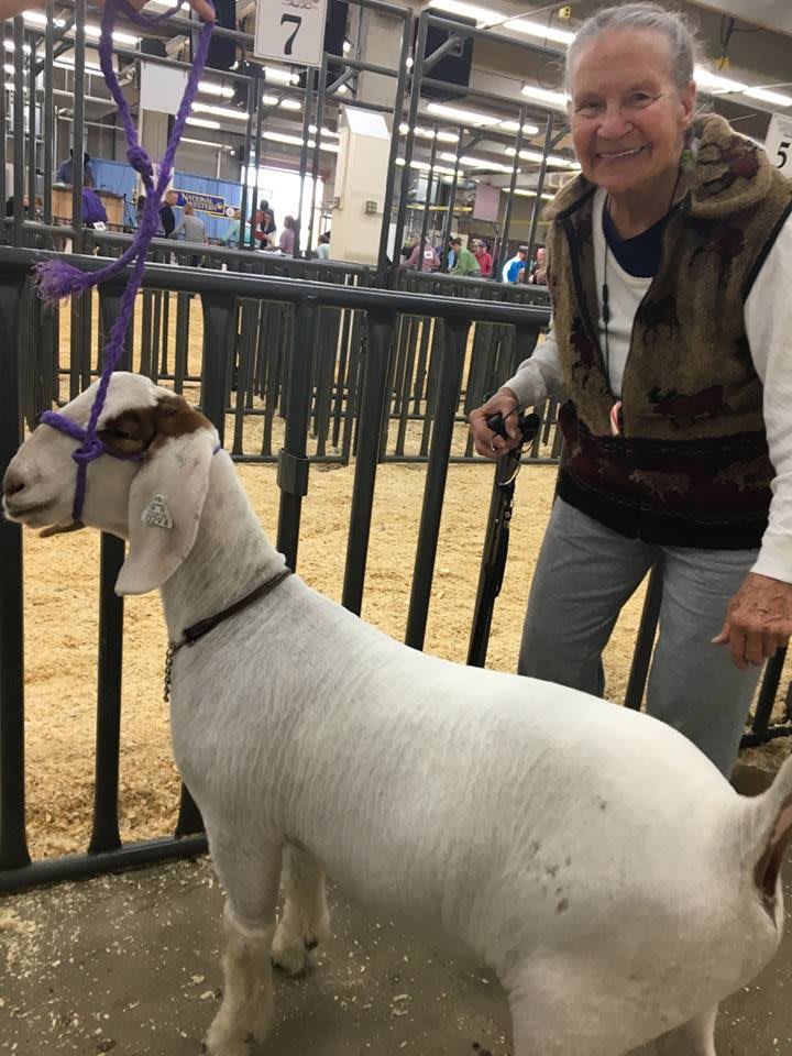 A person standing next to a goat in an agricultural setting, possibly at a livestock show.