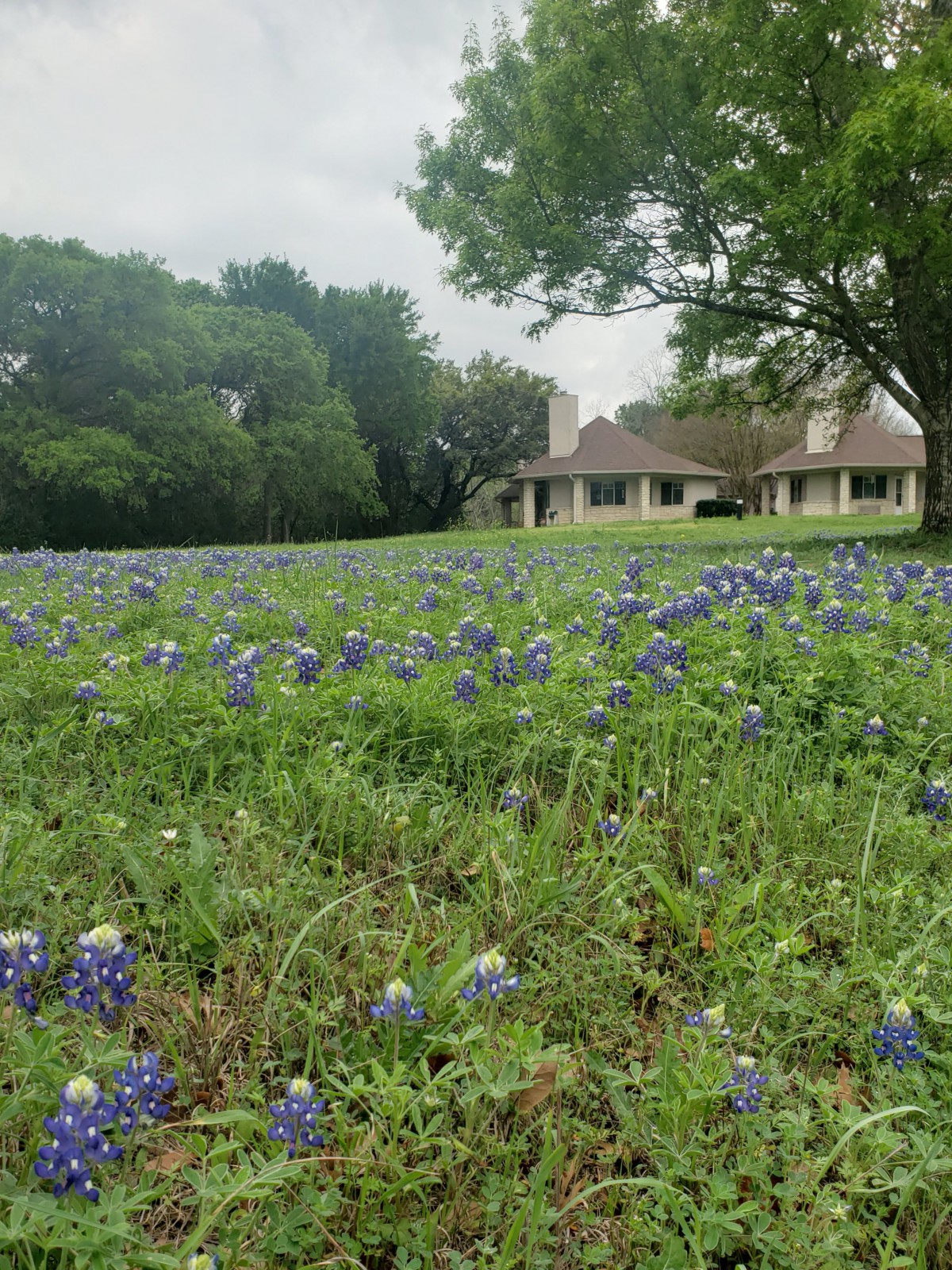 A serene landscape featuring a field of bluebonnets with a house in the background.