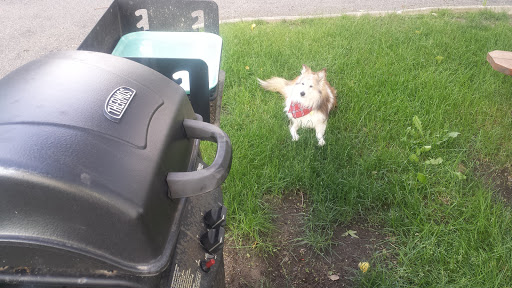 A playful dog jumping in the grass, excited for its next throw.