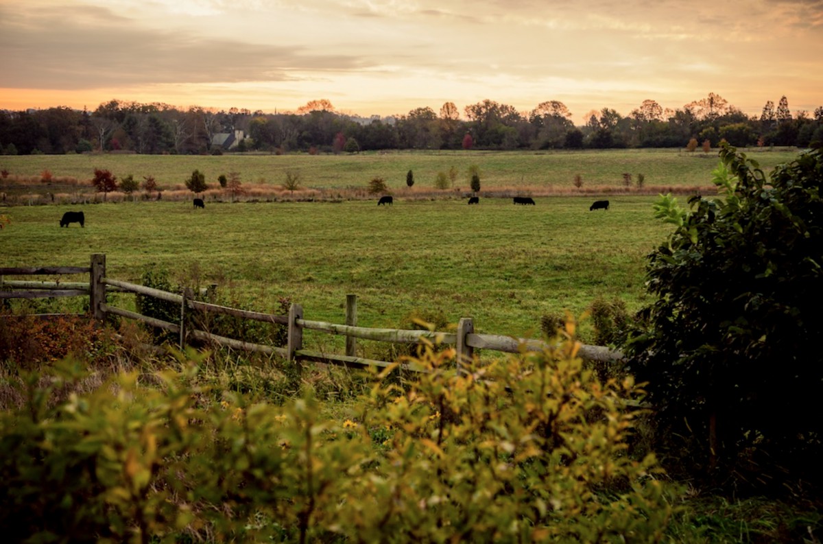 The Hill At Whitemarsh Oakley Hall