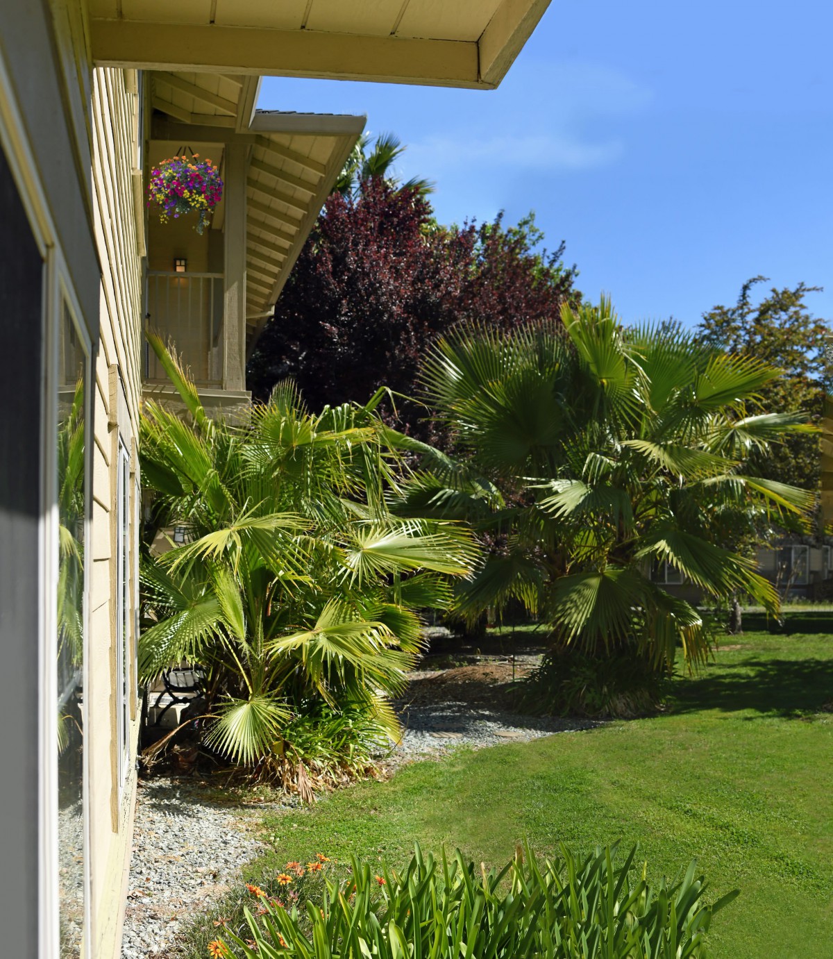 A well-maintained garden with lush palm trees and a green lawn beside the exterior of a house, under a clear blue sky.