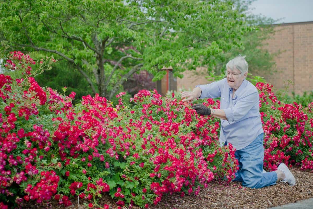An elderly woman tending to vibrant red roses in a garden.