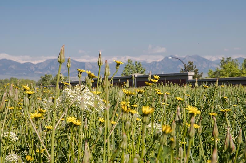 A field of wildflowers with a mountainous backdrop.