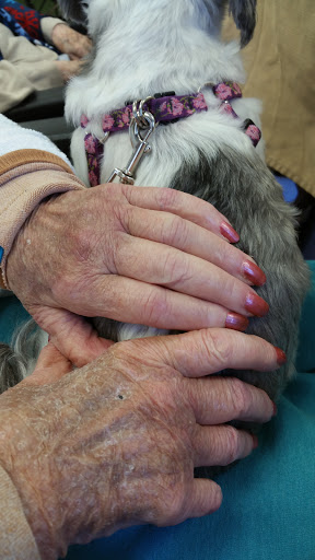 An elderly person's hands gently resting on a dog's back, showing a moment of affection.