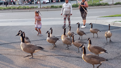 A group of geese crossing the street while children and adults watch nearby.