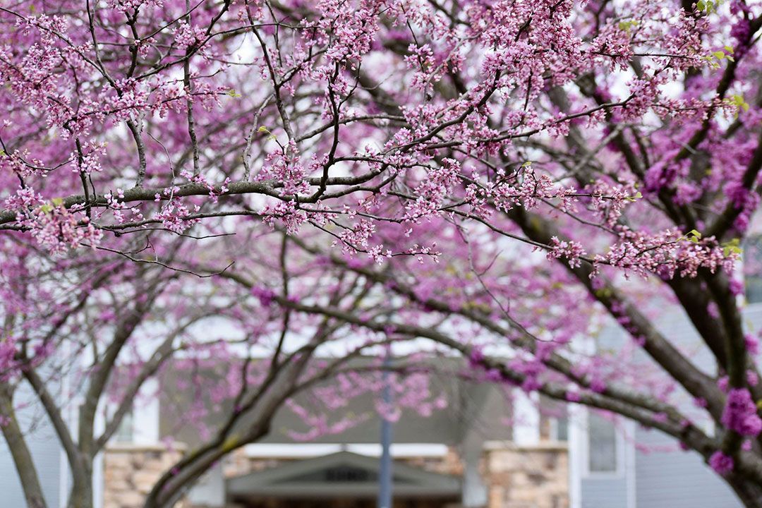 A view of blooming pink cherry blossoms on tree branches during springtime.