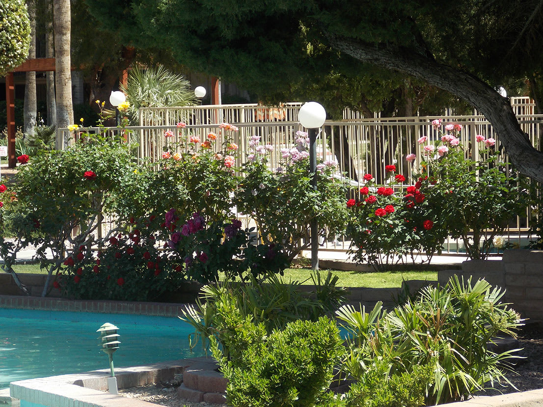A serene garden with vibrant flowers and a nearby pool, surrounded by a decorative fence.