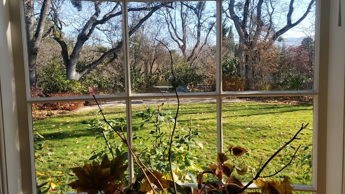 A picturesque view of a garden through a window, showcasing trees and plants illuminated by sunlight.