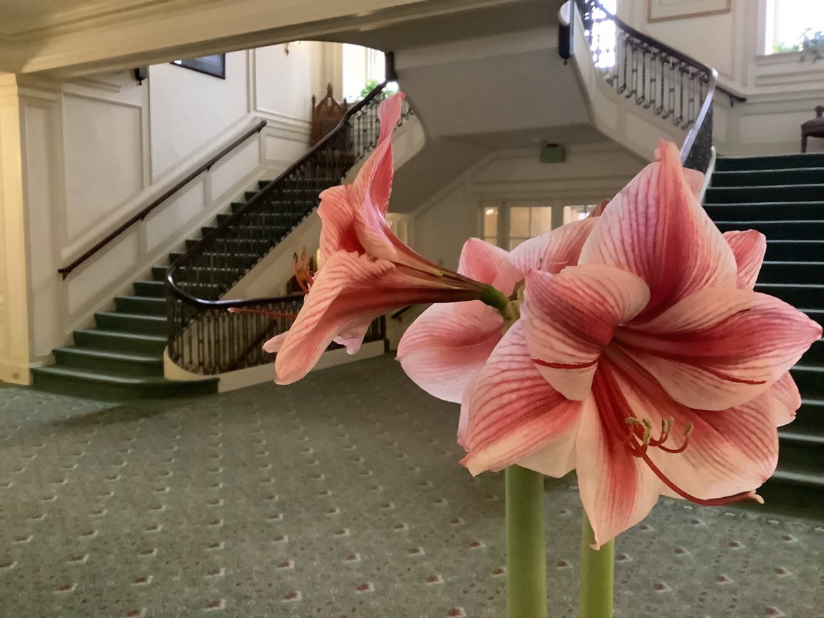 A blooming amaryllis flower in an elegant interior with a grand staircase.