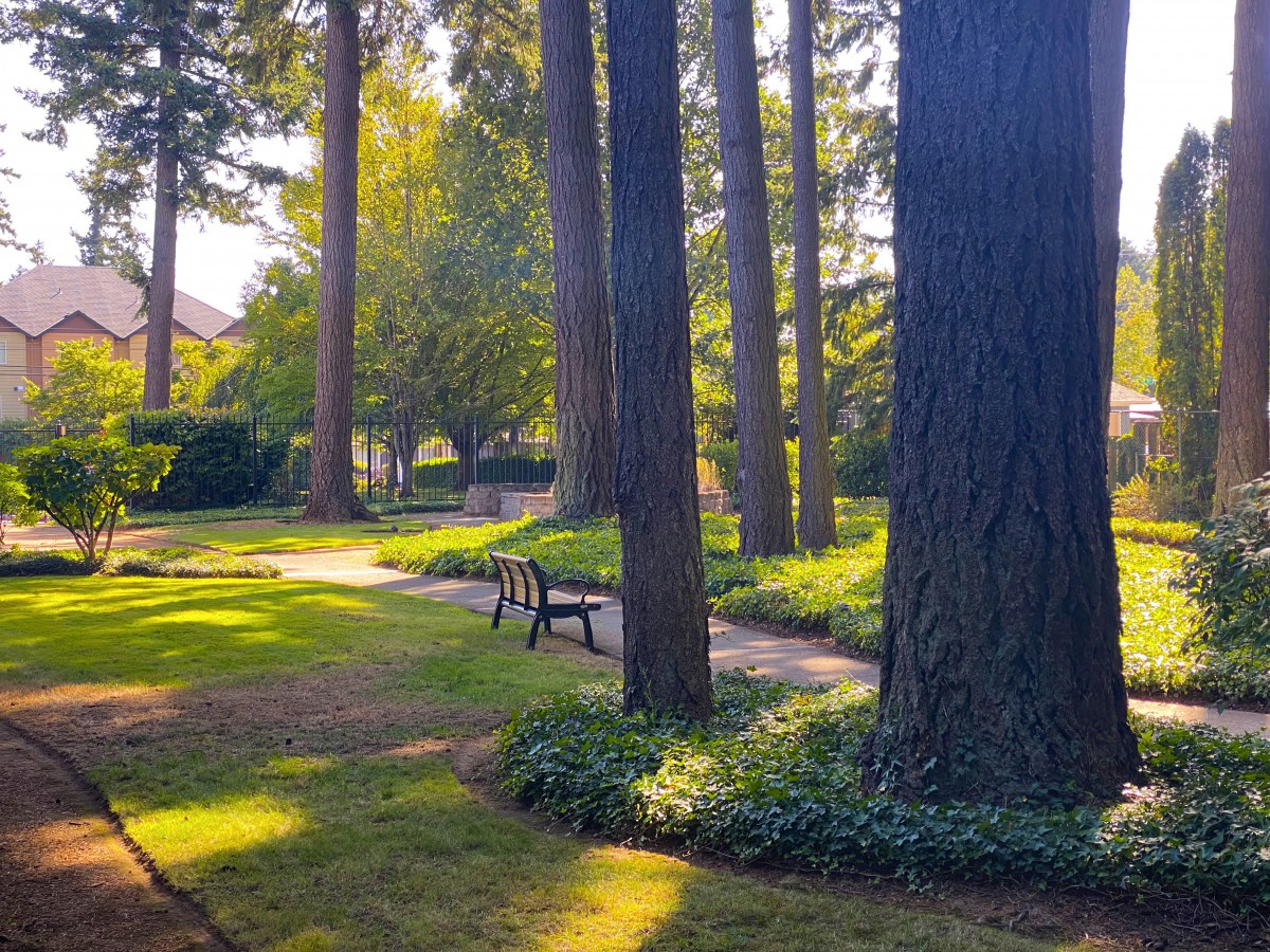A serene park scene with tall trees, a winding pathway, and a bench basked in sunlight.