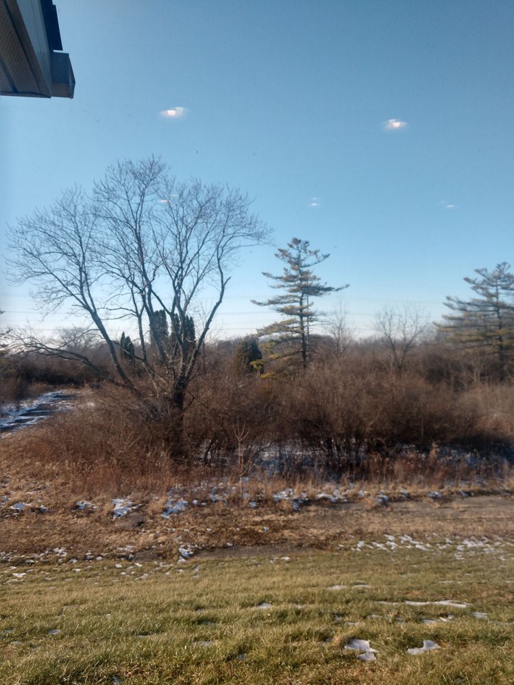 A tranquil winter landscape with leafless trees under a clear blue sky.