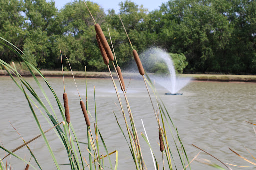 A serene pond featuring a fountain and cattails swaying in the gentle breeze.