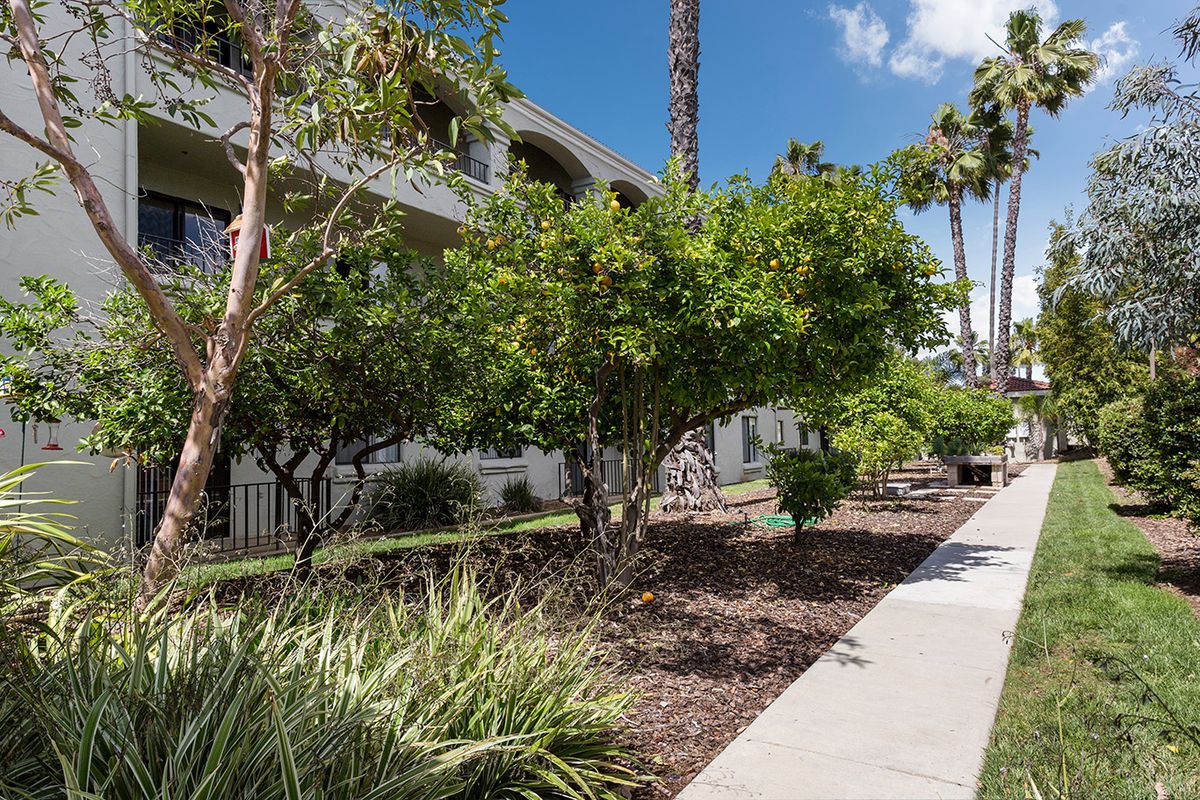 A landscaped sidewalk with trees and bushes in front of a building.