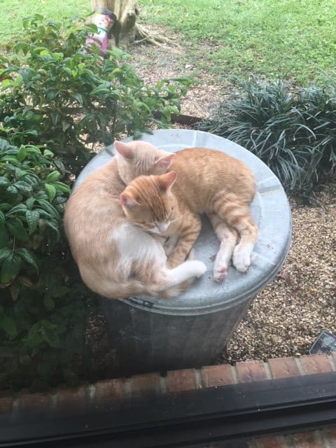 Two cats sleeping on a trash can outside.