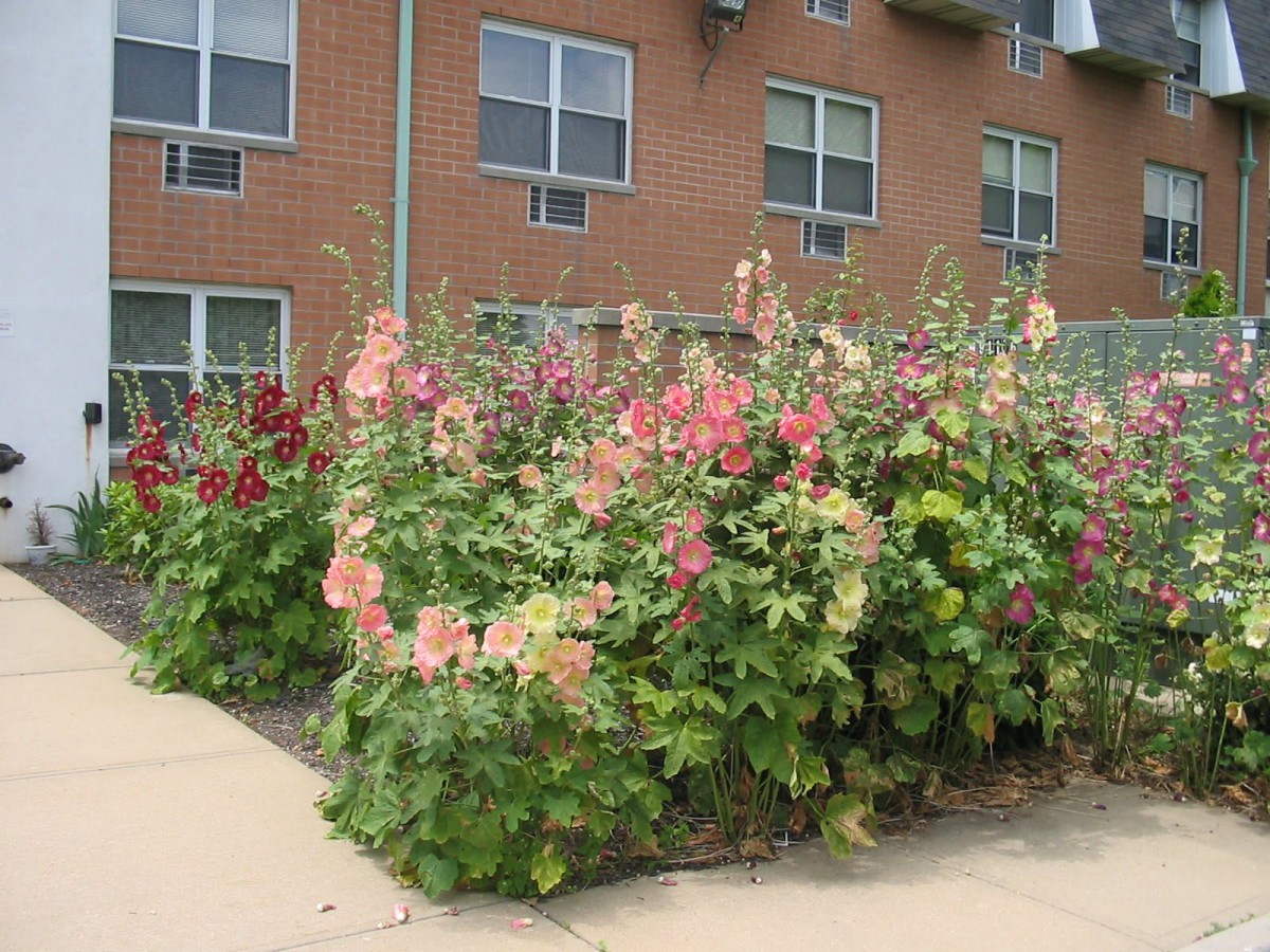 A vibrant flower garden in front of a brick building with windows and a sidewalk.