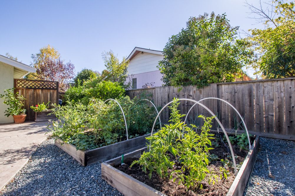 A backyard vegetable garden with raised beds and various plants thriving under a clear blue sky.