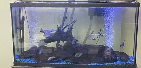 An aquarium with fish and decorative elements.