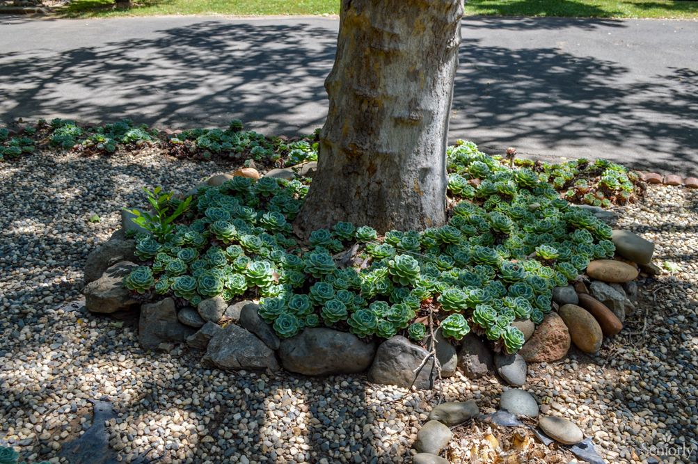 A garden with succulents planted around the base of a tree, bordered by rocks.