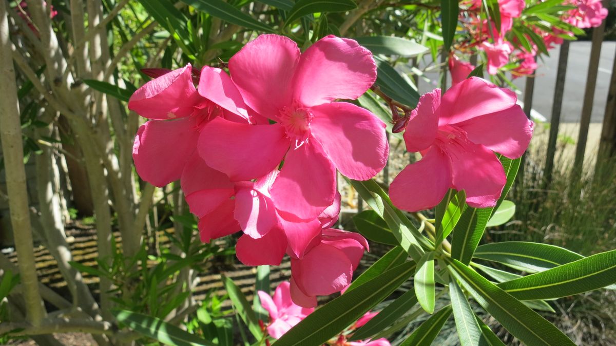 Close-up of vibrant pink oleander flowers in a garden.